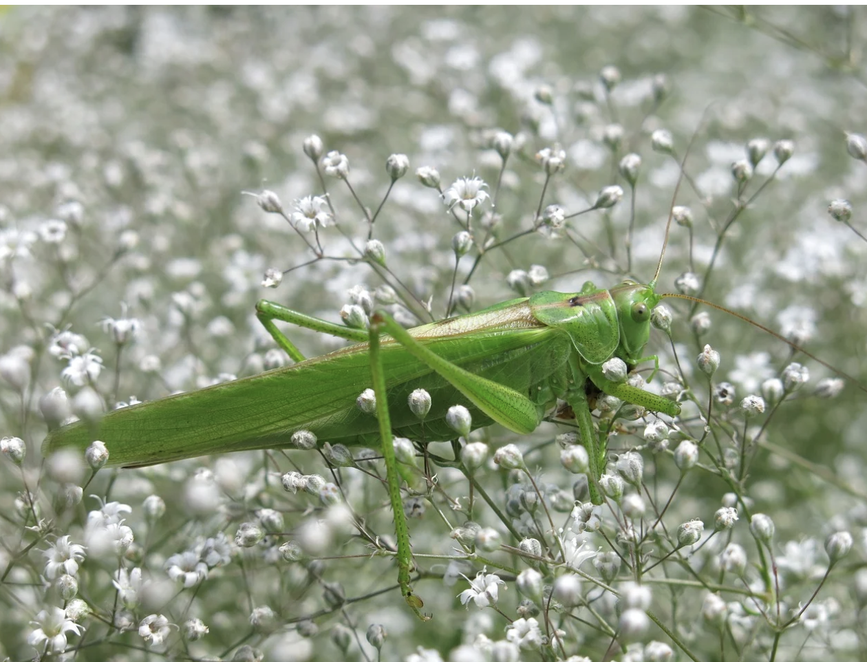 Легкость детства – почему гипсофила стала идеальным цветком для ребенка