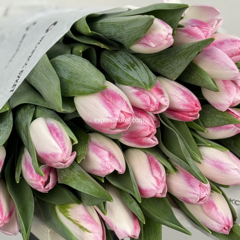 Тюльпаны розовые, 25шт