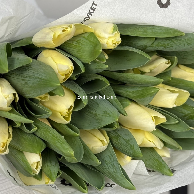 Тюльпаны лимонные, 25 шт