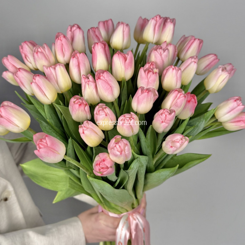 Розовые тюльпаны, 51шт