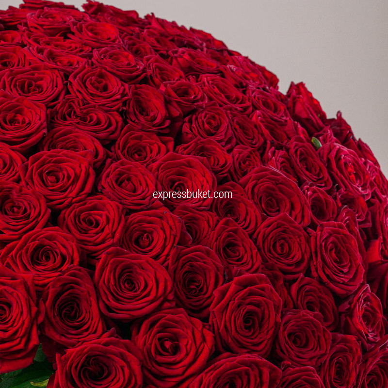 101 красная роза 70см