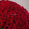 101 красная роза 70см