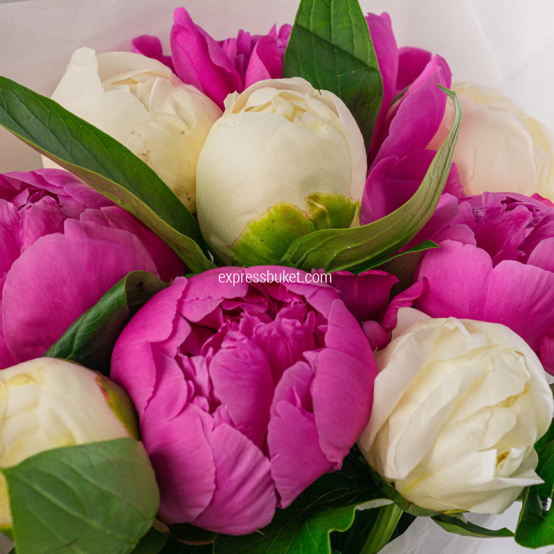 Пионы микс 9шт